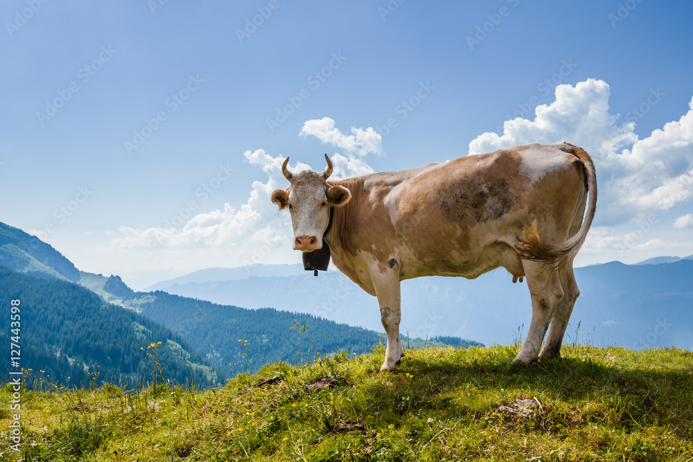 Cow looking at camera in Swiss Alps near Bachsee Cow looking at camera in Swiss Alps near Bachsee