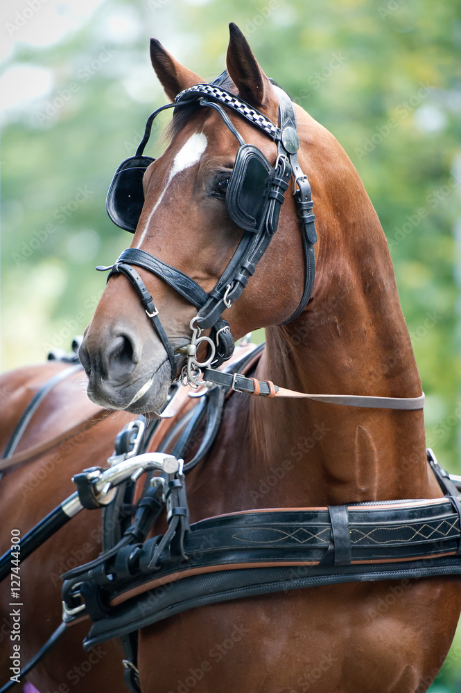 Obraz premium Portrait of bay carriage driving horse
