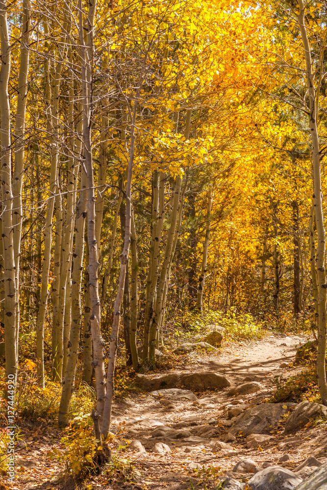 Trail Through Aspens in Fall in Wyoming