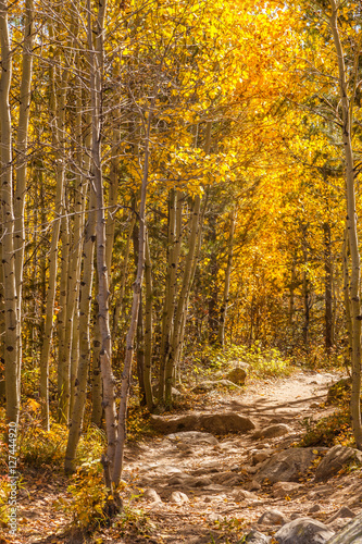 Trail Through Aspens in Fall in Wyoming