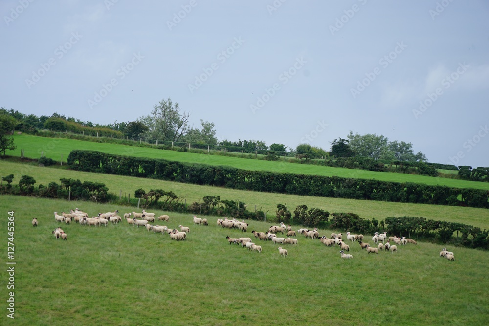 Irische Landschaft mit Schafen