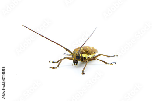 Long-horned Beetle (Dorysthenes walkeri Waterhouse) and wings with yellow polka dots on white background photo