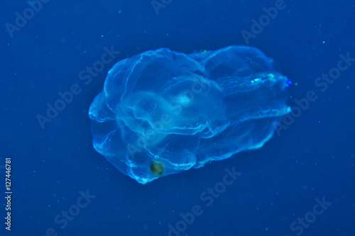 Gooseberry jelly in blue water during spring plankton bloom.