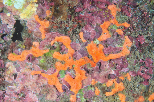 Bilde på lerret Colorful patterns of various encrusting life forms on rocky reef.