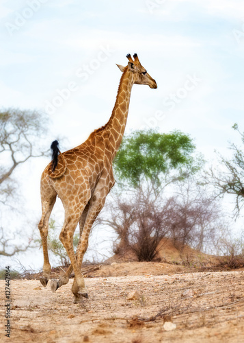 Giraffe Running in South Africa © adogslifephoto