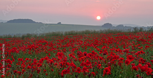 Canvas Print Poppies at Sunset