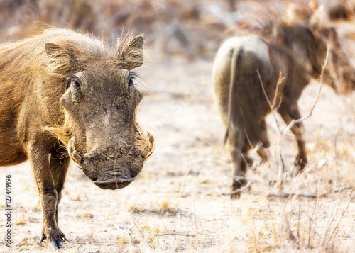 Warthog Looking Into Camera