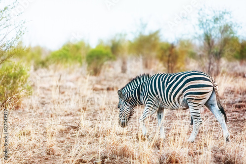 Zebra in Savanna of South Africa