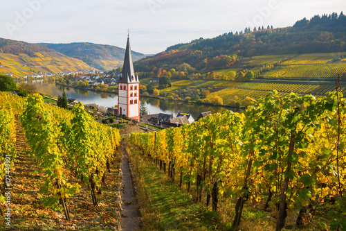 vineyards at Merl, Germany, in autumn
