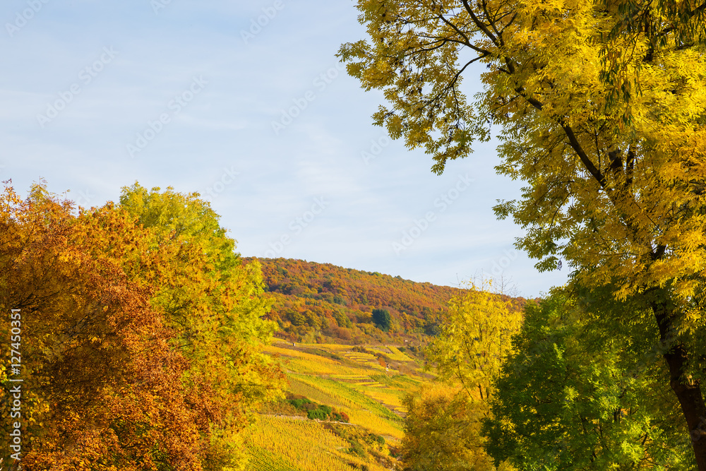 autumnal landscape at the Moselle river in Germany