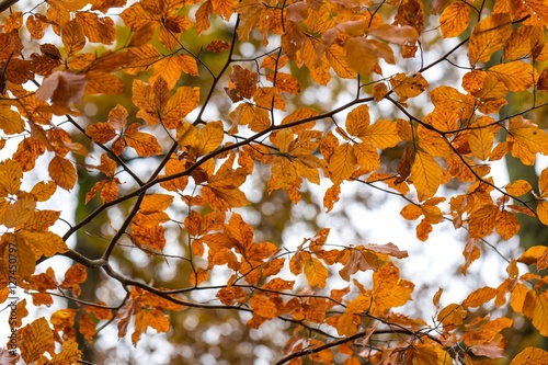 Beautiful orange hornbeam leaves hanging on branches