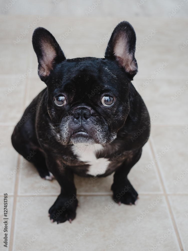 Big Eyes Frenchie Big Eyes Frenchie