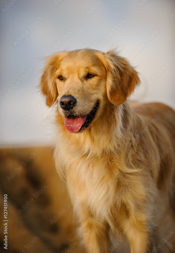 Golden Retriever dog standing against bluffs and sky