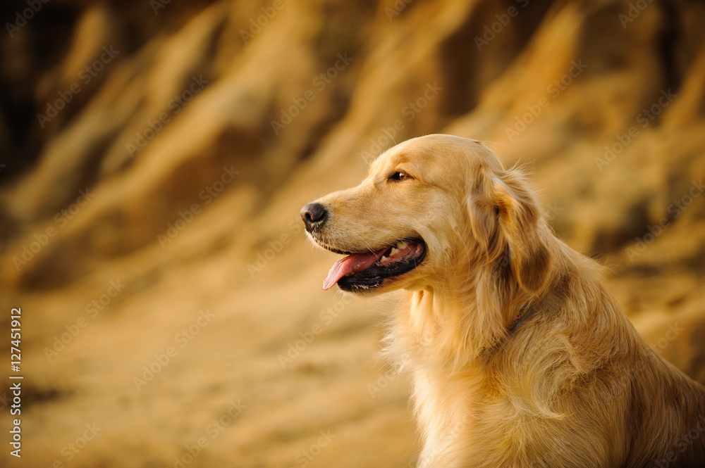 Golden Retriever dog against natural bluffs
