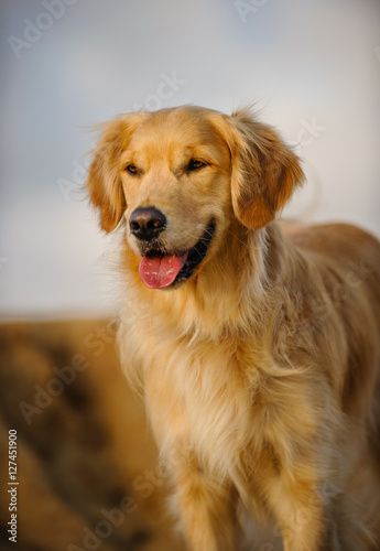 Canvas Print Golden Retriever dog standing against bluffs and sky