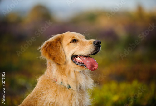 Golden Retriever dog head shot against natural field