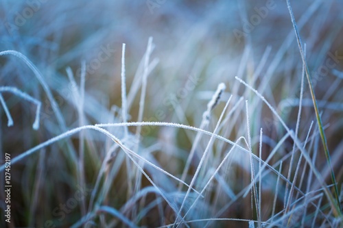 Frosted grass at cold winter day