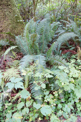 Sword fern ( Polystichum munitum ) photo