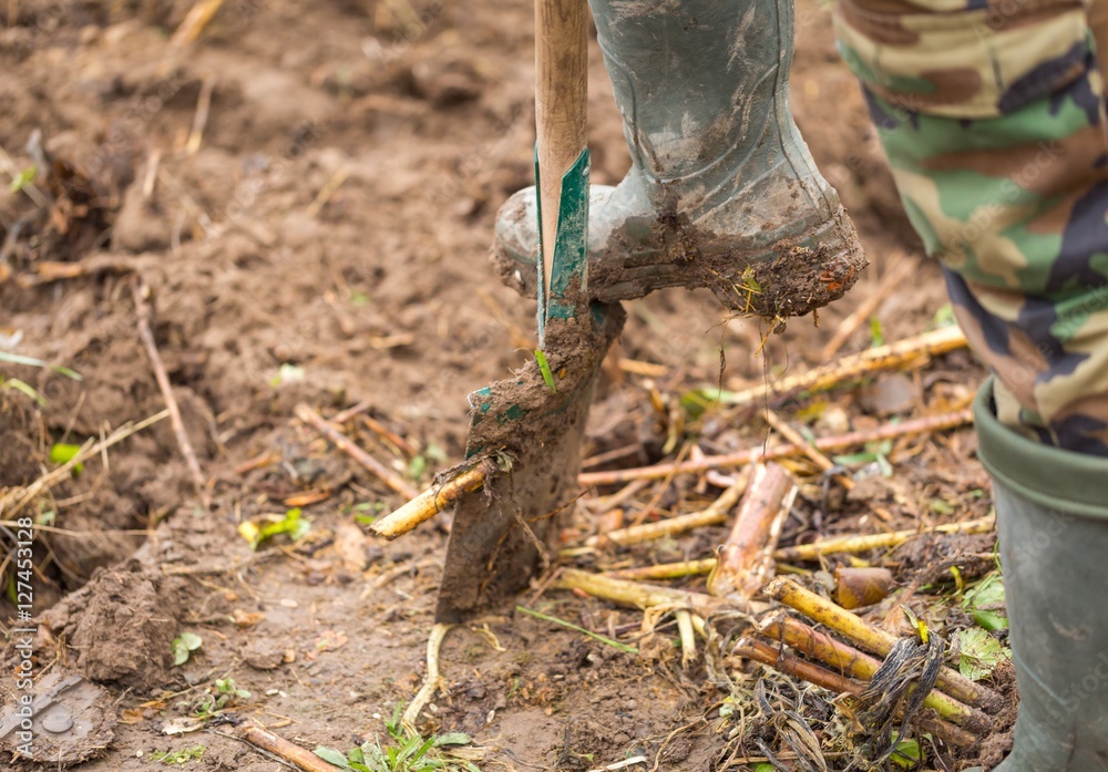 Man digging with spade in garden Man digging with spade in garden