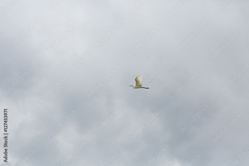 Fototapeta premium A bird flying in the sky