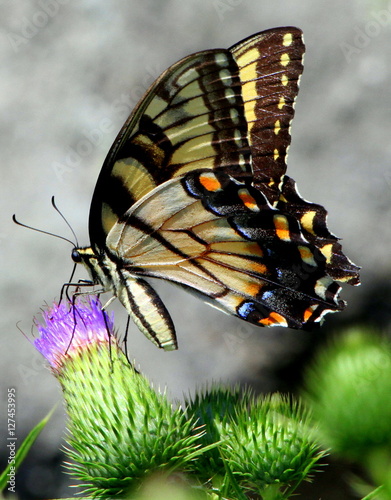 Milkweed Butterfly