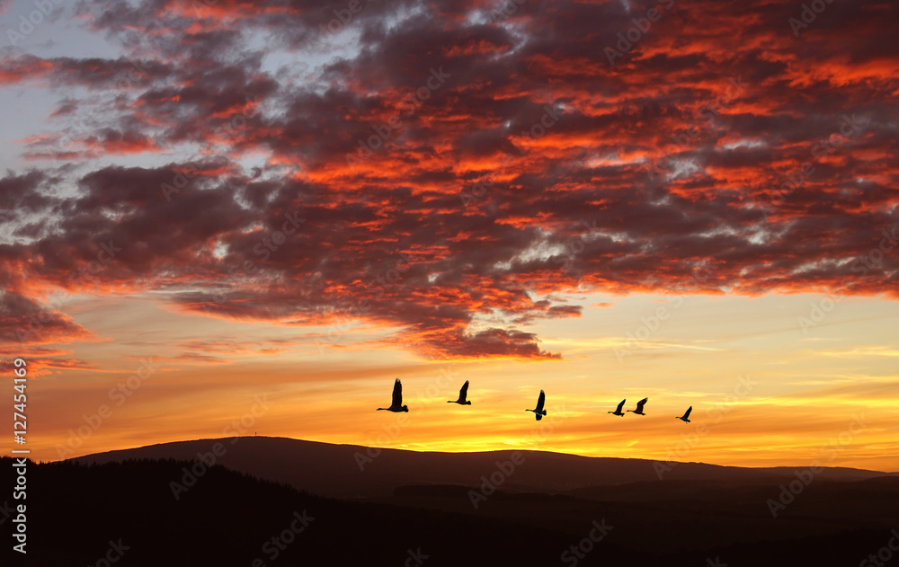 Birds flying against evening sunset autumn background Birds flying against evening sunset autumn background