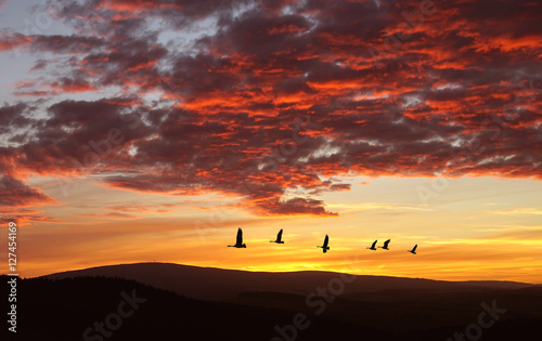Birds flying against evening sunset autumn background