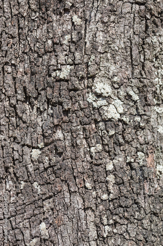 Pine Bark Tree
