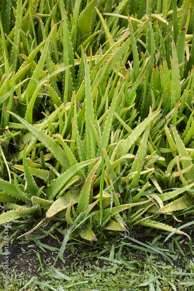 fresh green aloe vera plants in nature garden fresh green aloe vera plants in nature garden