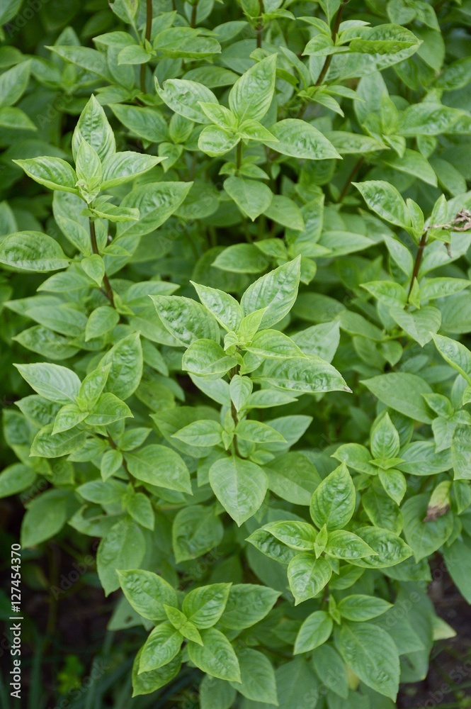 fresh green ocimum basilicum tree in nature garden fresh green ocimum basilicum tree in nature garden