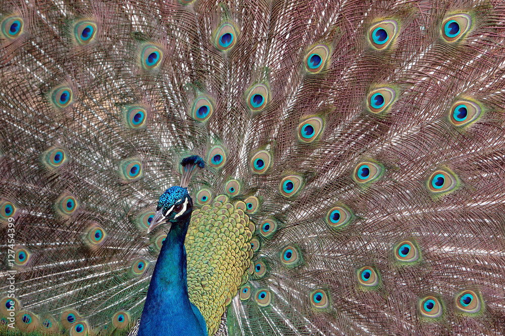 Obraz premium Proud as a Peacock