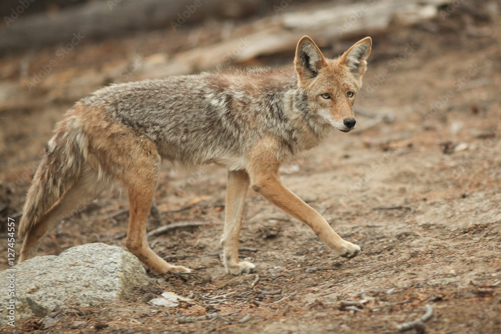 Obraz premium Coyote hunting