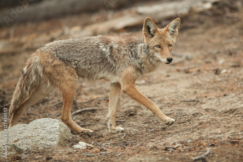 Coyote hunting © davidhoffmann.com