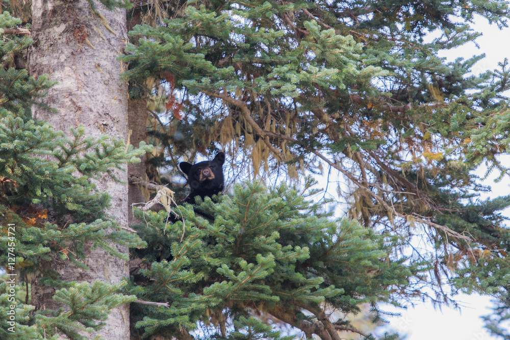 Fototapeta premium Where is my brother