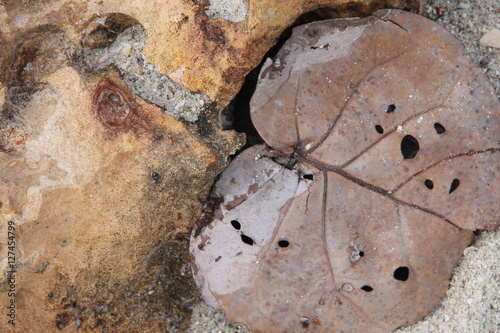 Сухой коричневый лист тропического растения и каменный риф на песке.