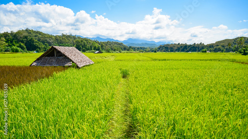 Rice Field in north of Thailand, backgound blue sky