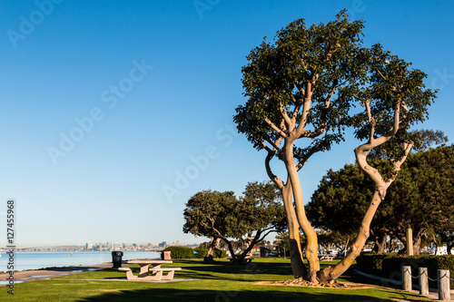 Coral trees and picnic tables at Chula Vista Bayfront Park in San Diego, California.   photo