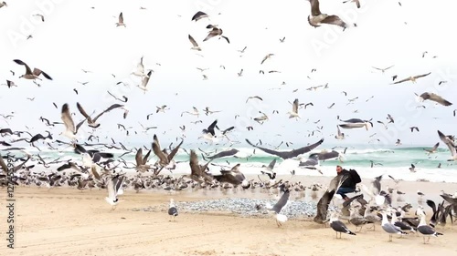 Photographer near Guls on a beach. photo