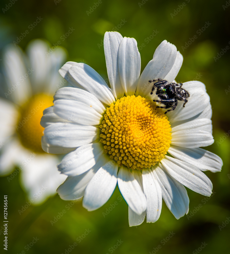 Insect on Daisy, State Botanical Garden, Athens, Georgia Insect on Daisy, State Botanical Garden, Athens, Georgia