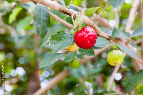 Barbados cherry (Malpighia glabra L.) photo