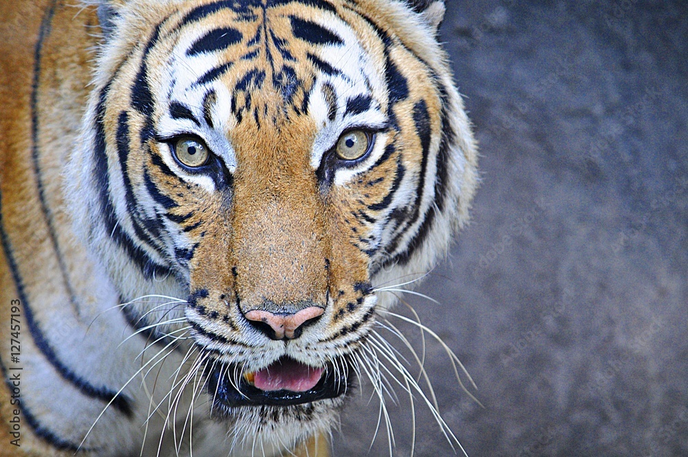 Naklejka premium Tiger Eyes