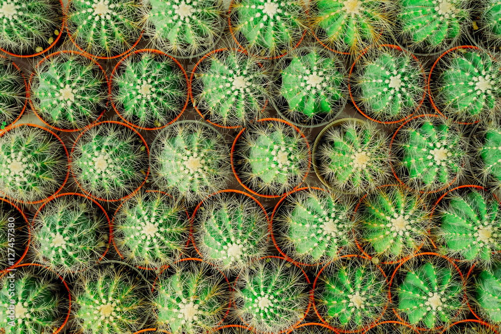 small cactus in a row, Used for background. top view small cactus in a row, Used for background. top view