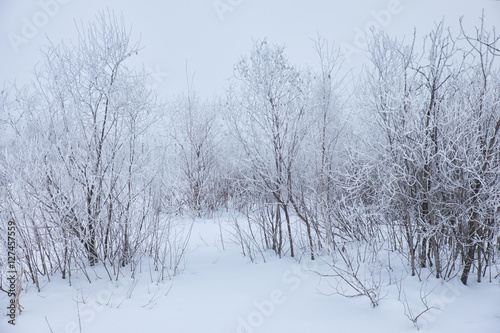 Winter bare trees without leaves under snow
