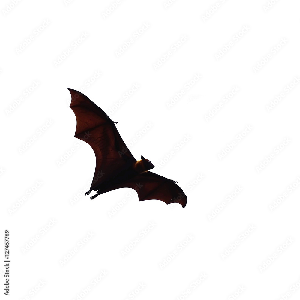 flying fox - huge bat isolated on white background flying fox - huge bat isolated on white background