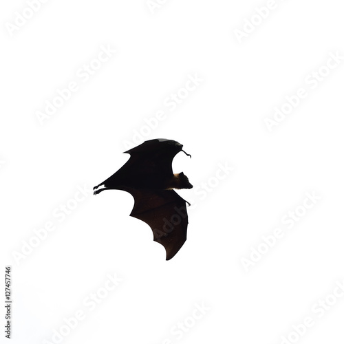 flying fox - huge bat isolated on white background