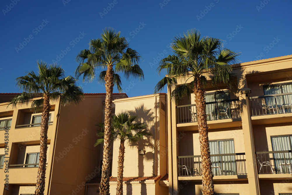 Fototapeta premium palm tree and hotel building in sunny day