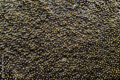 Background of Russian caviar. photo