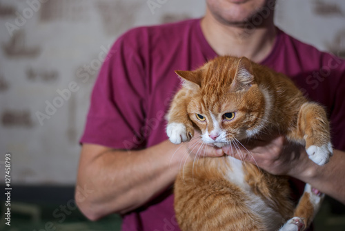 red cat on a man's hand 