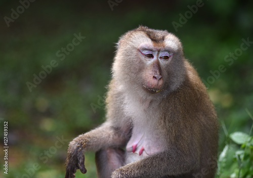 monkey