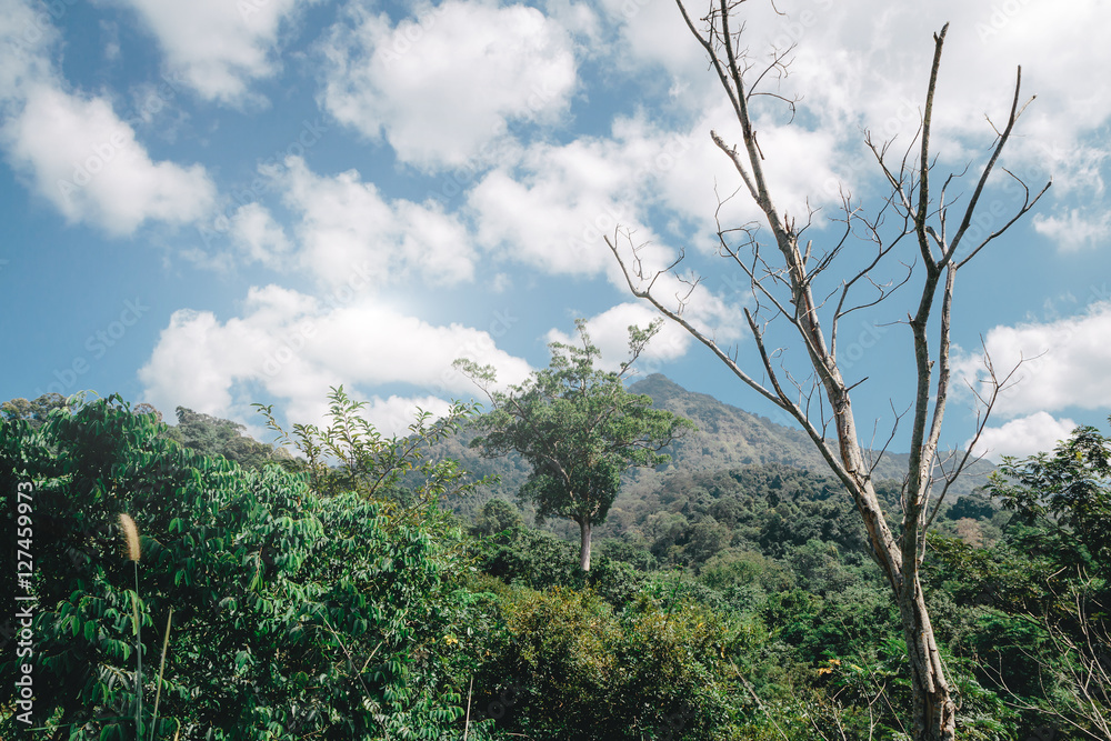 Obraz premium trees on mountain